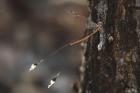 Spoon-winged Lacewing by Mick Dryden