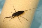 Water Scorpion by Mick Dryden Water Scorpion by Mick Dryden