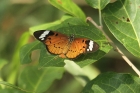 White-barred Acraea by Mick Dryden