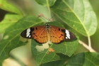 White-barred Acraea by Mick Dryden