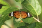 White-barred Acraea by Mick Dryden White-barred Acraea by Mick Dryden