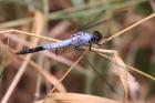 Black-tailed Skimmer by Mick Dryden