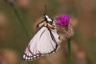 Brown-veined White by Mick Dryden Brown-veined White by Mick Dryden