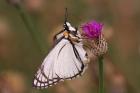 Brown-veined White by Mick Dryden