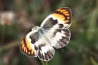 Bushveld Purple Tip by Mick Dryden Bushveld Purple Tip by Mick Dryden