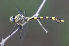 Common Tigertail by Mick Dryden Common Tigertail by Mick Dryden