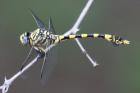 Common Tigertail by Mick Dryden