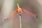 Red-veined Dropwing by Mick Dryden