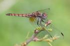 Violet Dropwing by Mick Dryden