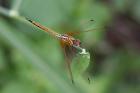 Red-veined Dropwing by Mick Dryden