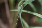 Damselfly sp by Mick Dryden