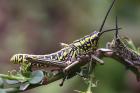 Milkweed Locust by Mick Dryden