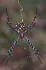 Orb Spider by Mick Dryden