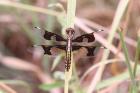 St Lucia Widow by Mick Dryden