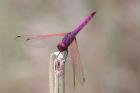 Violet Dropwing by Mick Dryden