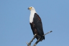 African Fish Eagle by Mick Dryden