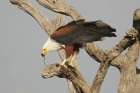 African Fish Eagle by Mick Dryden