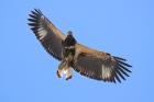 African Fish Eagle by Mick Dryden