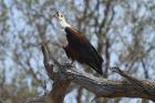 African Fish Eagle by Mick Dryden