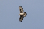 African Hawk Eagle by Mick Dryden