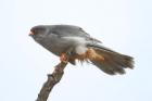 Amur Falcon by Mick Dryden