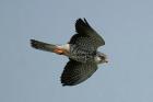 Amur Falcon by Mick Dryden