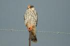 Amur Falcon