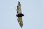 Bateleur by Mick Dryden