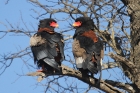 Bateleur by Mick Dryden