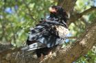 Bateleur by Mick Dryden