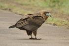 Bateleur by Mick Dryden