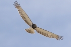 Black chested Snake Eagle by Mick Dryden