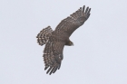 Black chested Snake Eagle by Mick Dryden