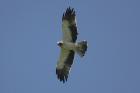 Booted Eagle by Mick Dryden