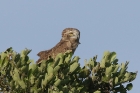 Brown Snake Eagle by Mick Dryden