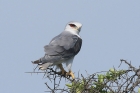 Black shouldered Kite by Mick Dryden Black shouldered Kite by Mick Dryden