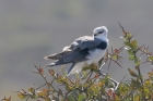 Black shouldered Kite by Mick Dryden