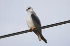 Black-shouldered Kite by Mick Dryden