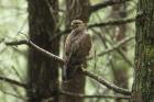 Forest Buzzard by Mick Dryden