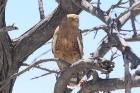 Greater Kestrel by Mick Dryden