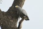 African Harrier Hawk by Mick Dryden