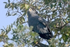 African Harrier Hawk by Mick Dryden