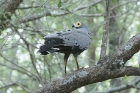 African Harrier Hawk by Mick Dryden African Harrier Hawk by Mick Dryden