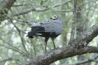 African Harrier Hawk by Mick Dryden