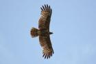 African Harrier Hawk  by Mick Dryden