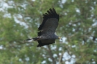 African Harrier Hawk by Mick Dryden