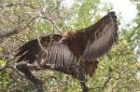 Hooded Vulture by Mick Dryden
