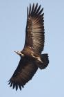 Hooded Vulture by Mick Dryden