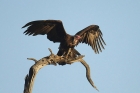 Hooded Vulture by Mick Drydsen