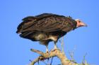 Hooded Vulture by Mick Dryden